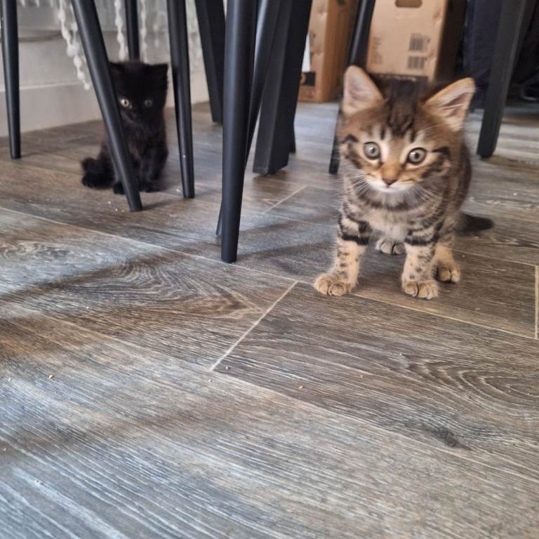 10 weeks kitten