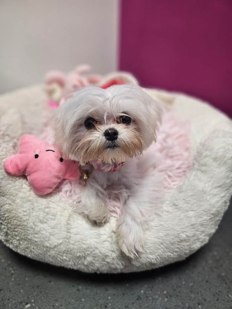 Tiny Korean Maltese Female 