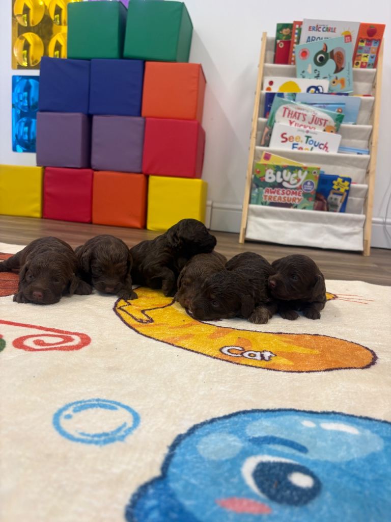 Cockerpoo puppies
