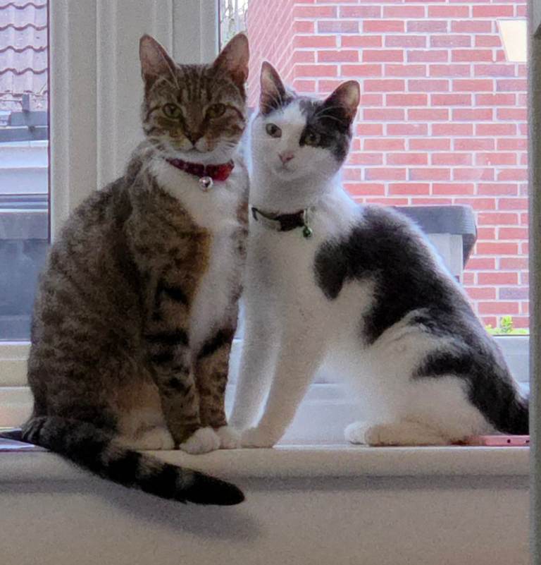 2 Beautiful, Calm & Friendly Cats – Must Stay Together