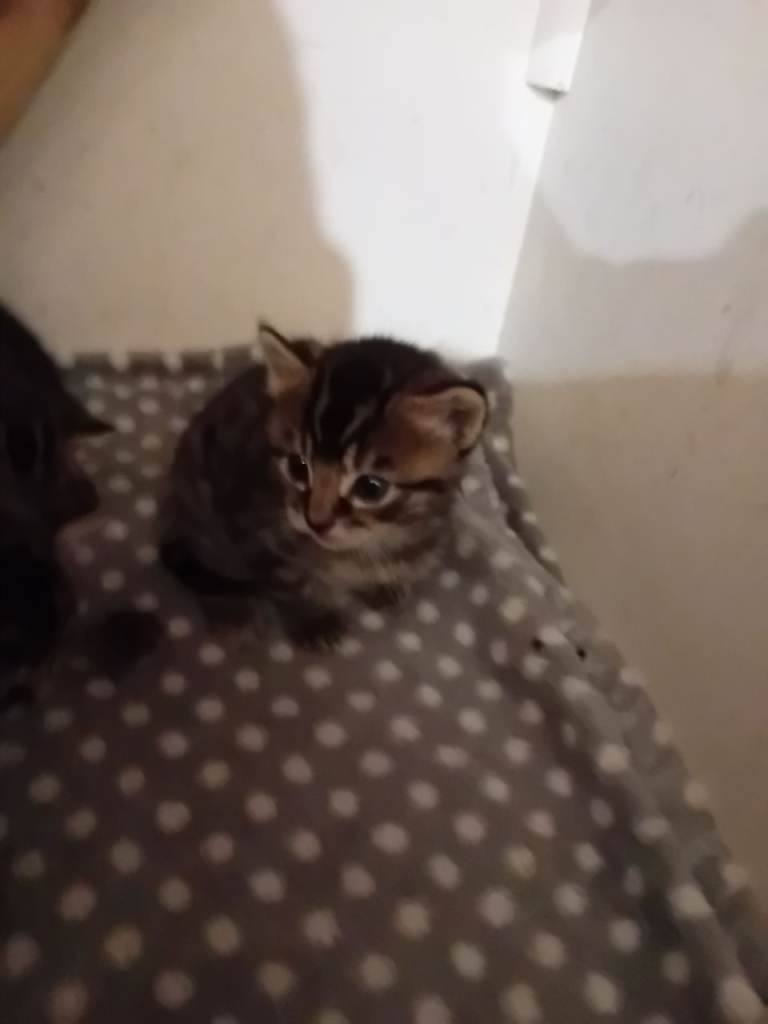 Beautiful mackerel kittens