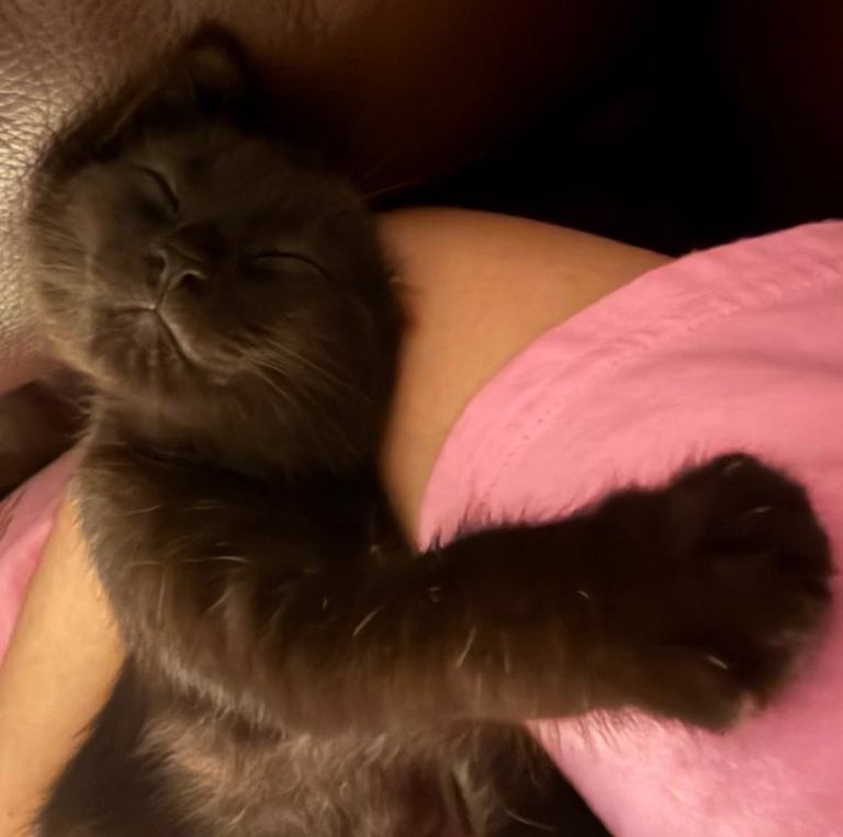 11 week old kitten 