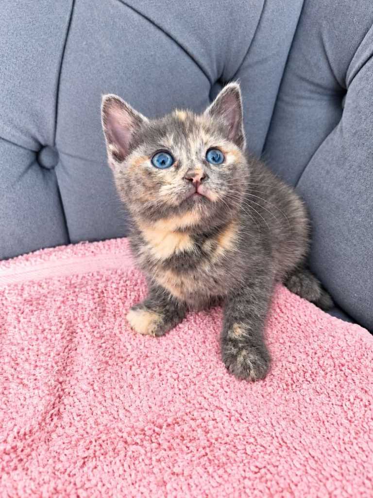Gorgeous Kittens