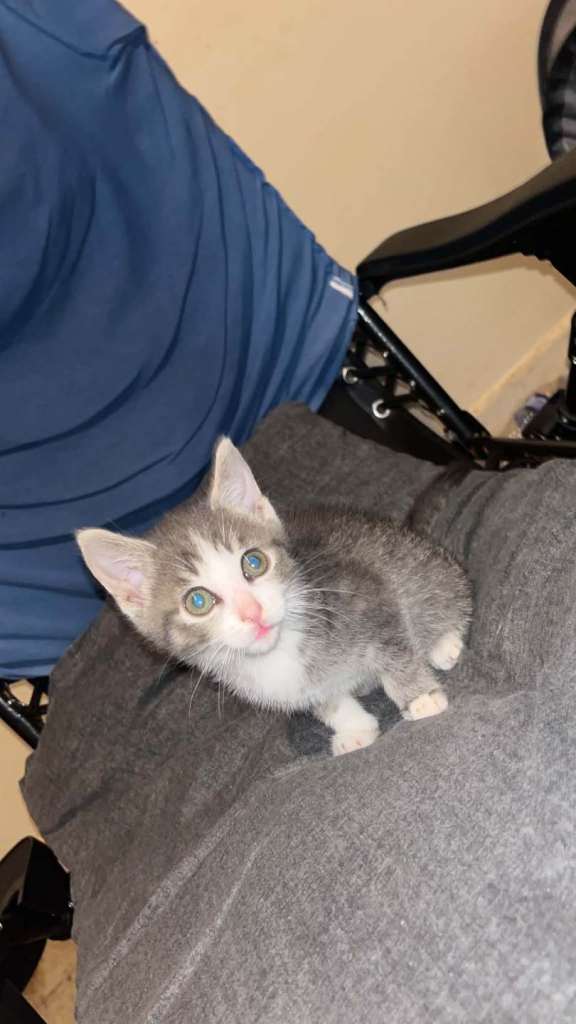 Kittens for sale