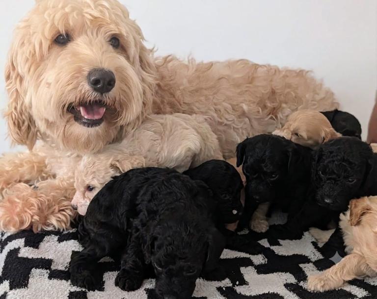 PRA clear genetically DNA tested Cavapoochons