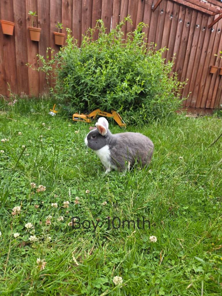 Mini lop