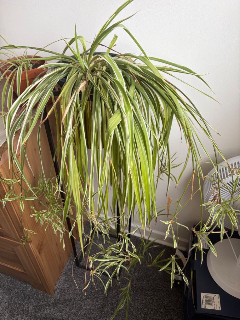 Spider plant