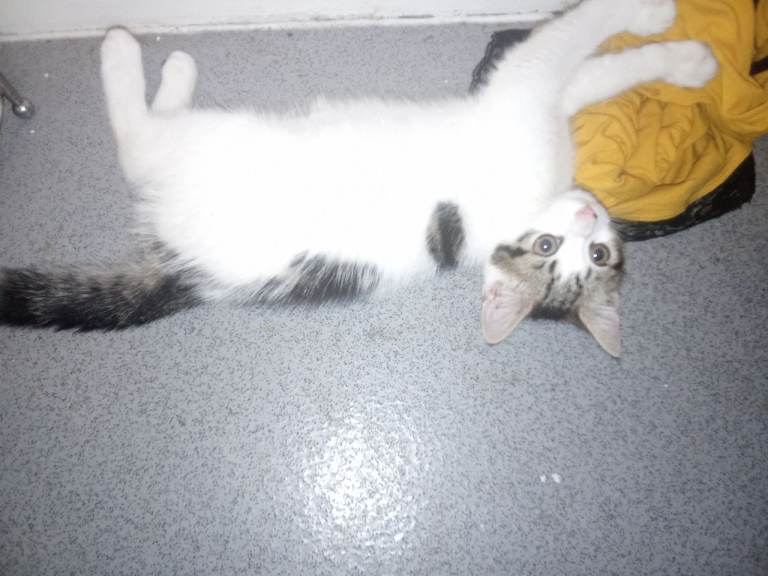Kittens for sale 