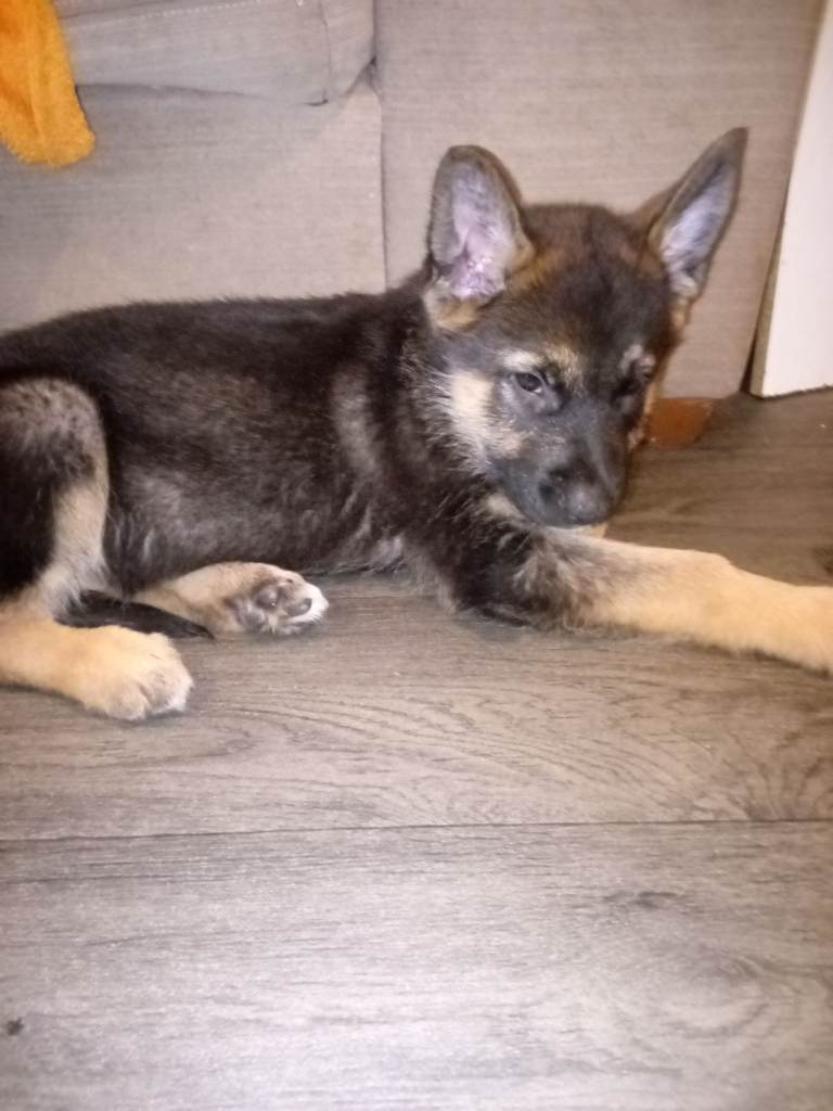F1B Shepkita shepherd puppies ready to leave 