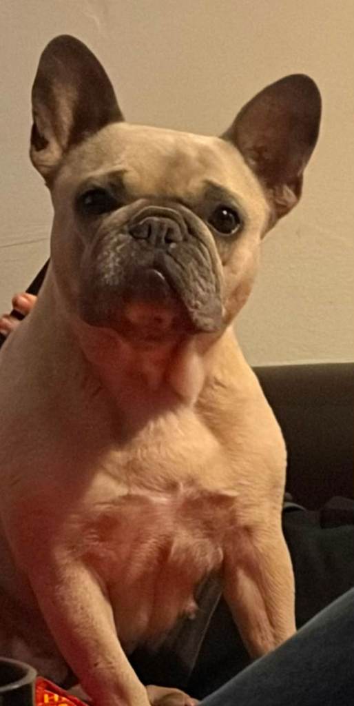 French bulldog 