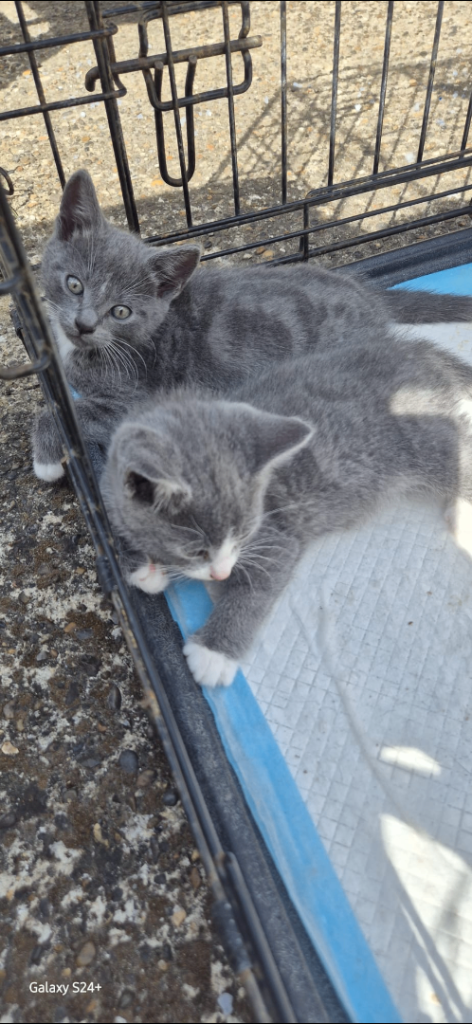 Kittens for sale