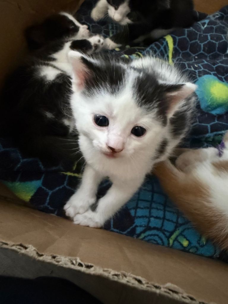 5 baby kittens 