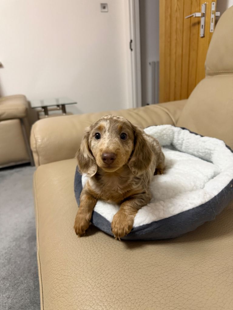 Longcoat Miniature Dachshund Puppy