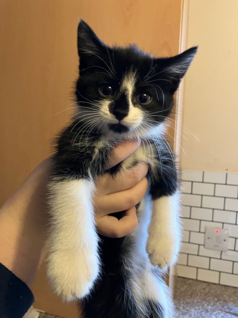 Black and white Maine coon/bengal cross female 