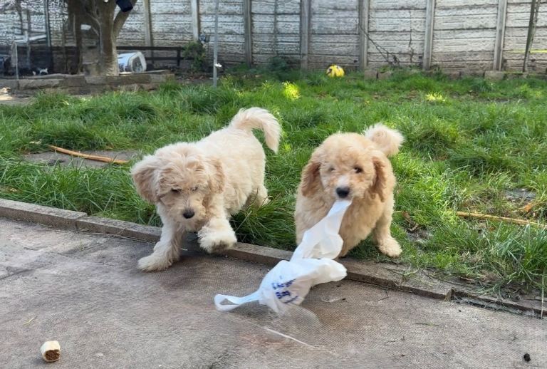 MINI GOLDENDOODLE PUPPIES