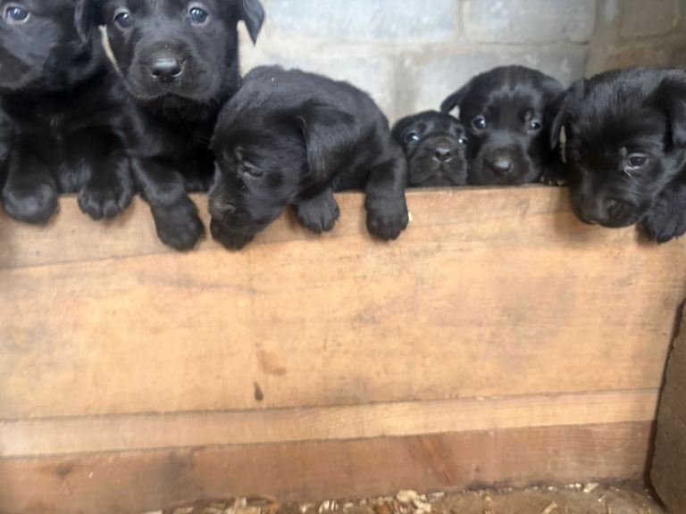  Labrador puppies 