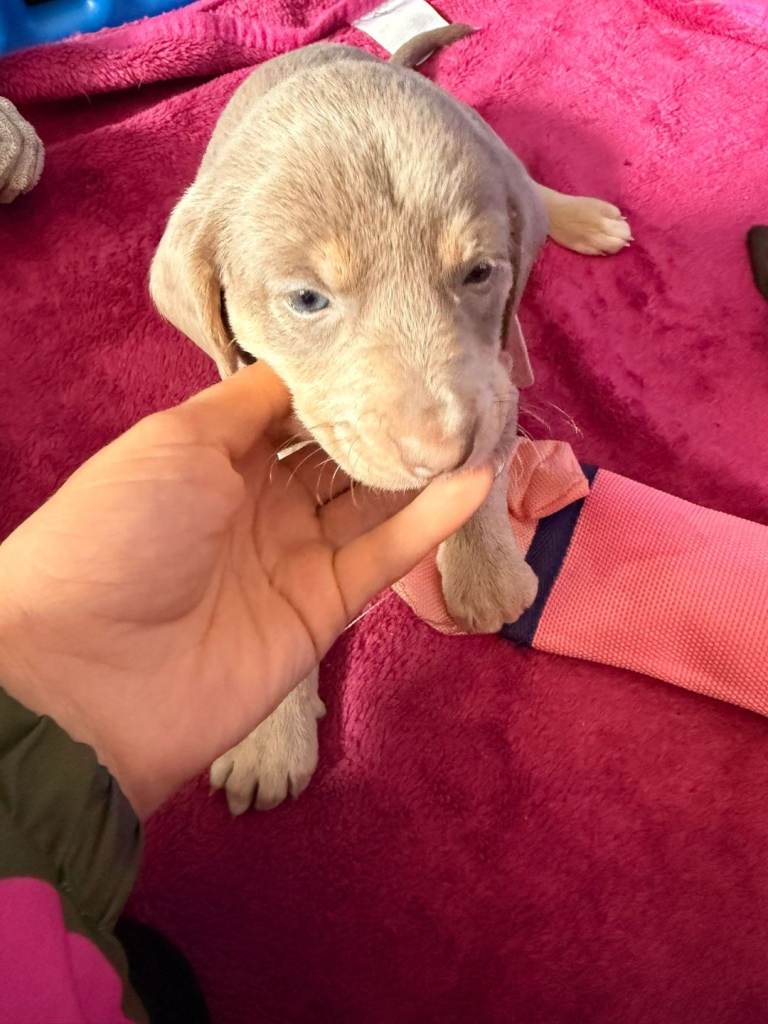 Beautiful lurcher cross patterdale terrier puppies