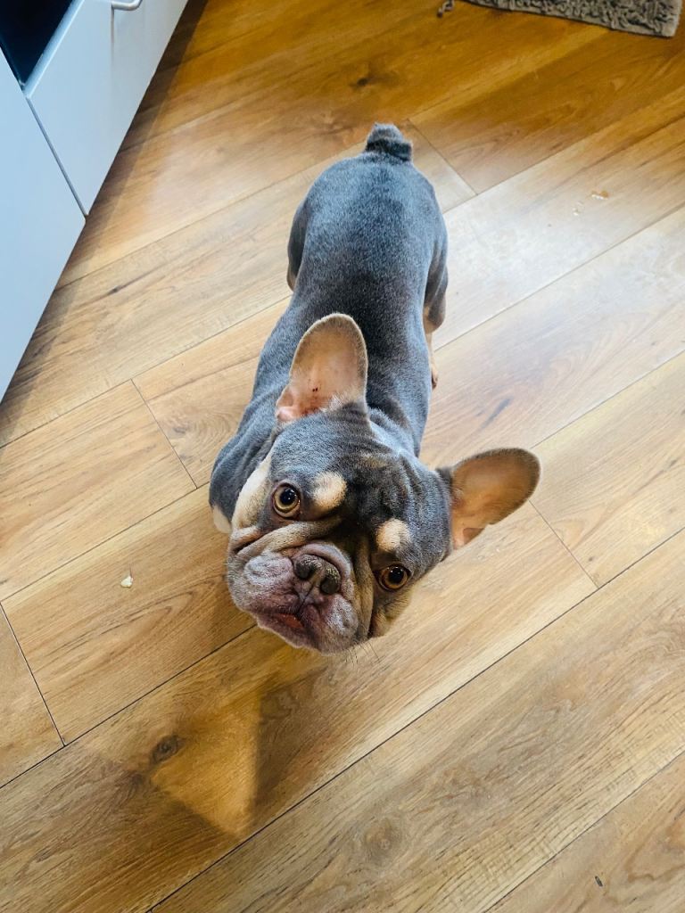 Blue French bulldog