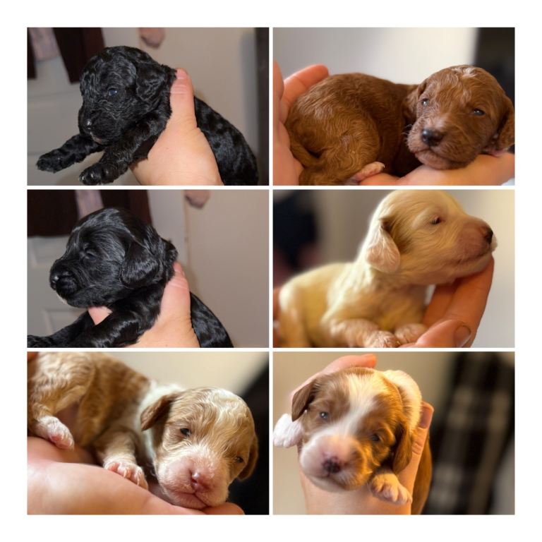 Beautiful F2 cockapoo puppies available ❤️