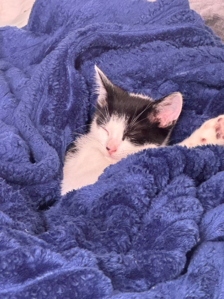 Male Kitten Arya 12 weeks old 