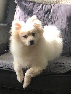 7 month Pomeranian Spitz Puppy needs a loving Home