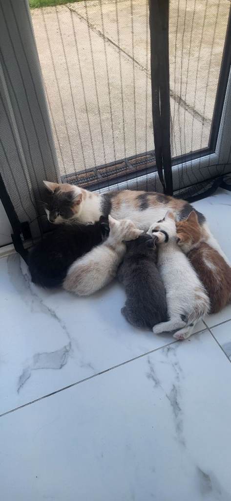 5 little kittens