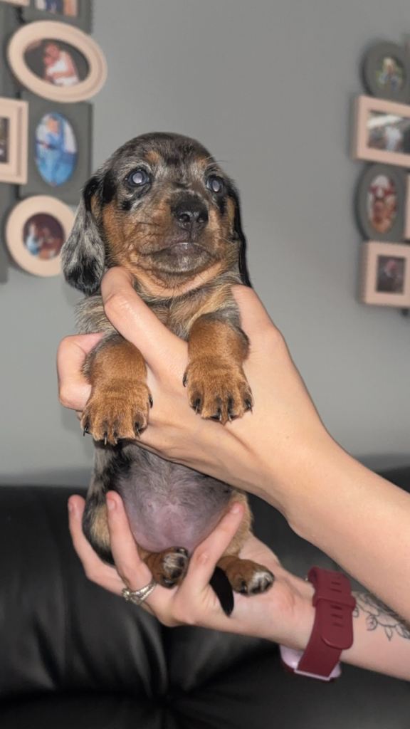 Miniature dachshund 