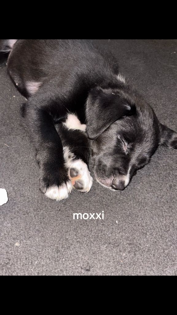 9 week old puppy Moxxi