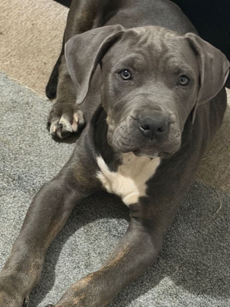 Mixed breed American bulldog x mastiff puppy 