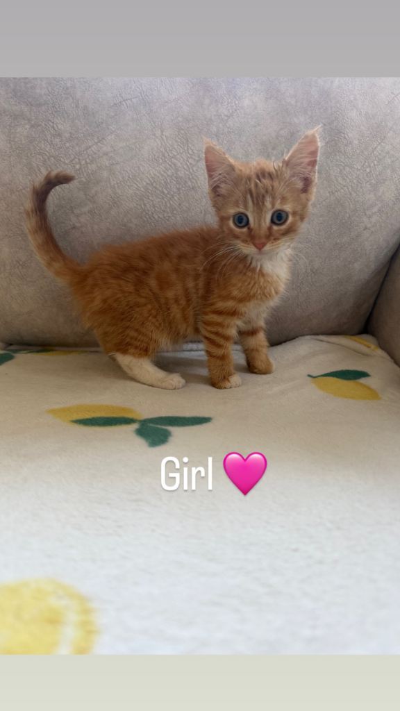 Beautiful Kittens Girls & Boys 