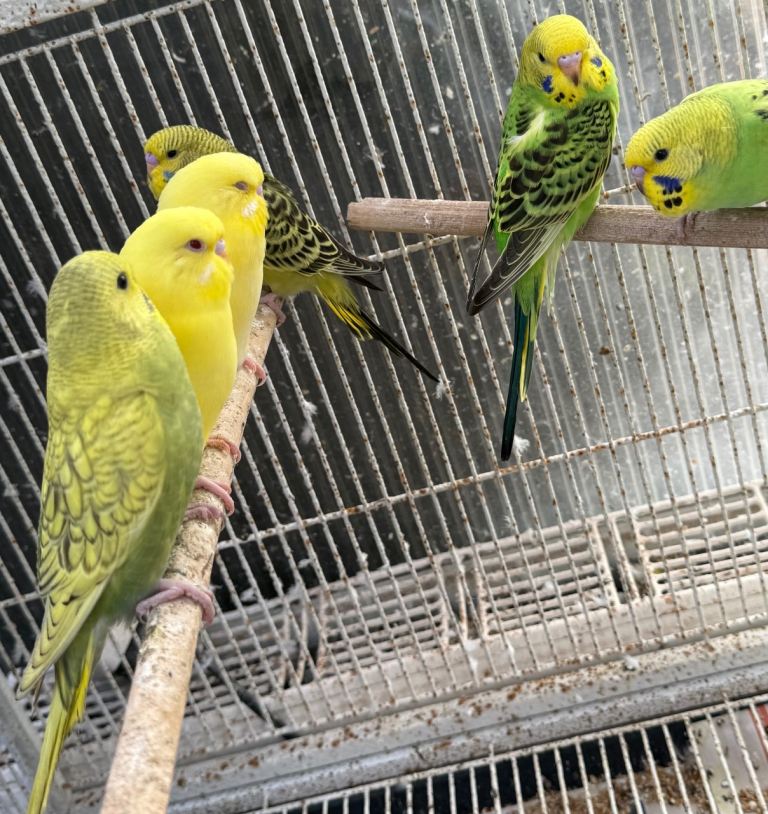 BEAUTIFUL BUDGIES FOR SALE