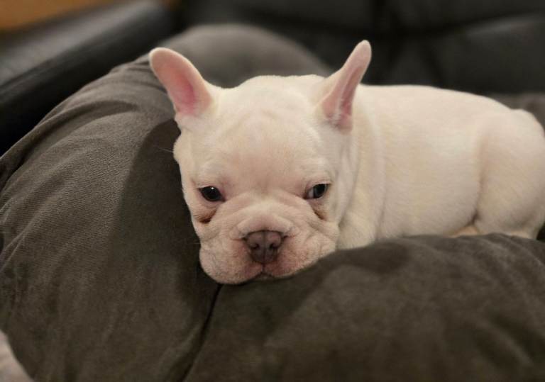 French Bulldog Puppies for Sale 
