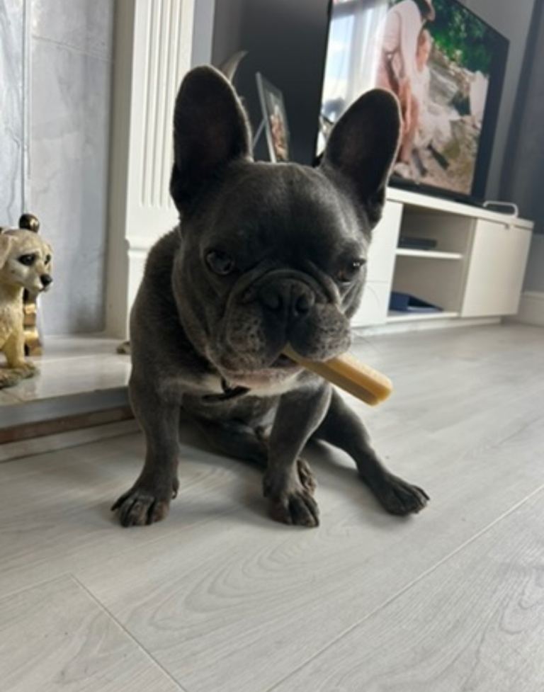 Mika 7 year old French Bulldog 
