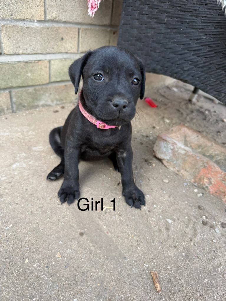9 beautiful staff puppys 