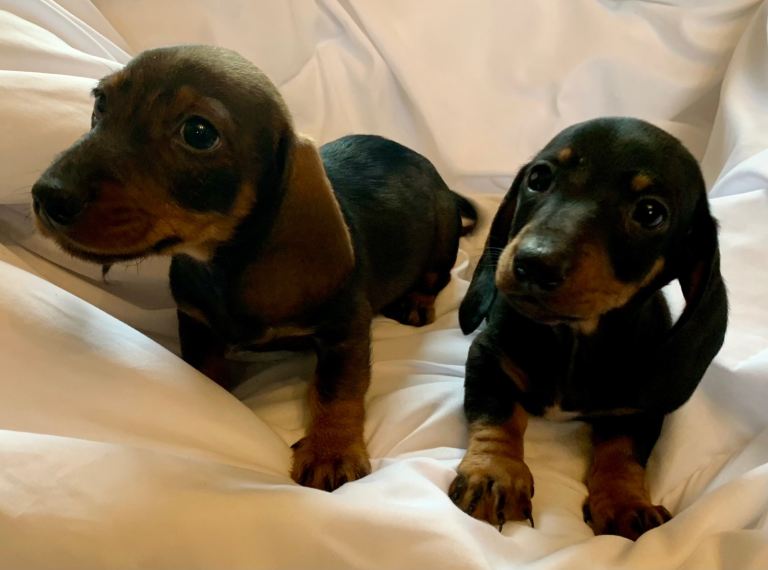 Mini dachshund puppies 