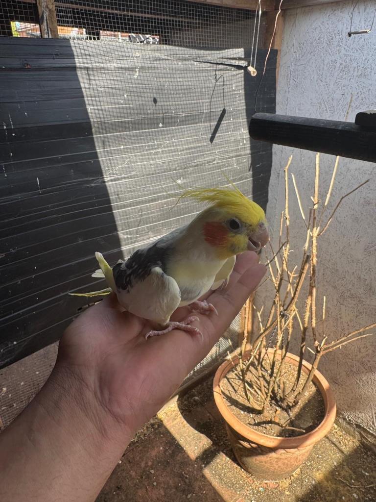 Cockatiel bird for sale male 1 year old 