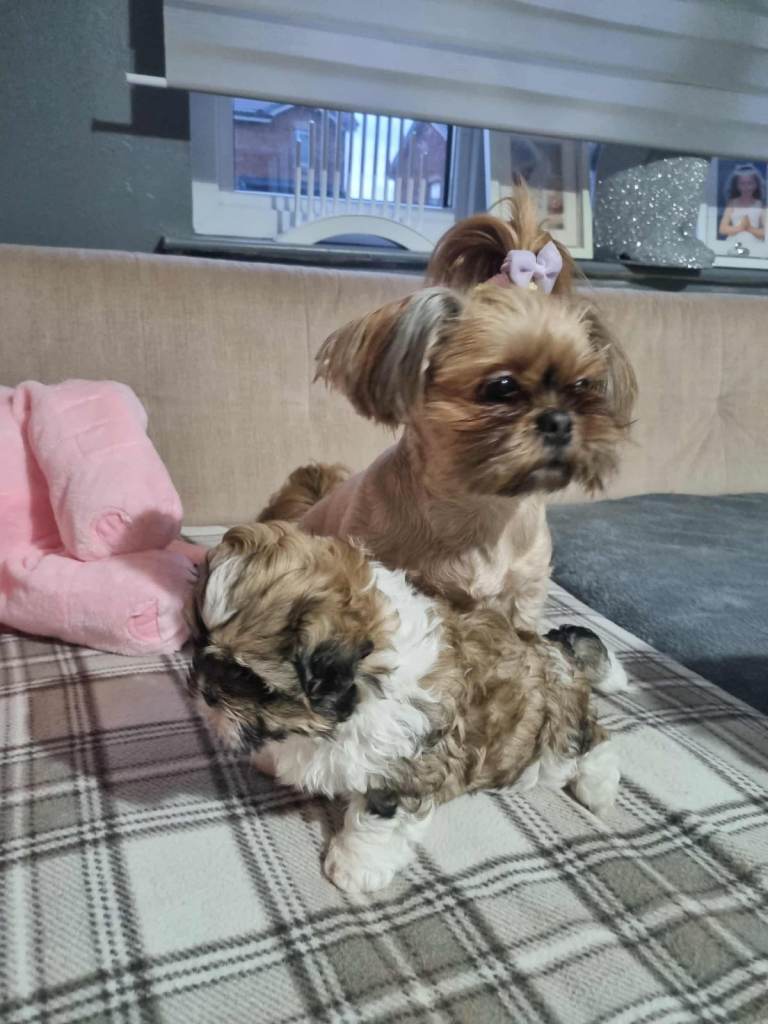 Shitzu puppy 