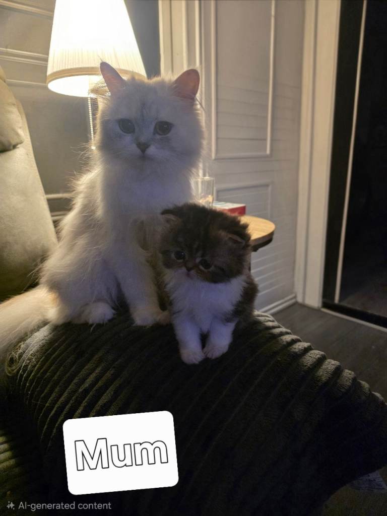 Beautiful Persian Kittens 