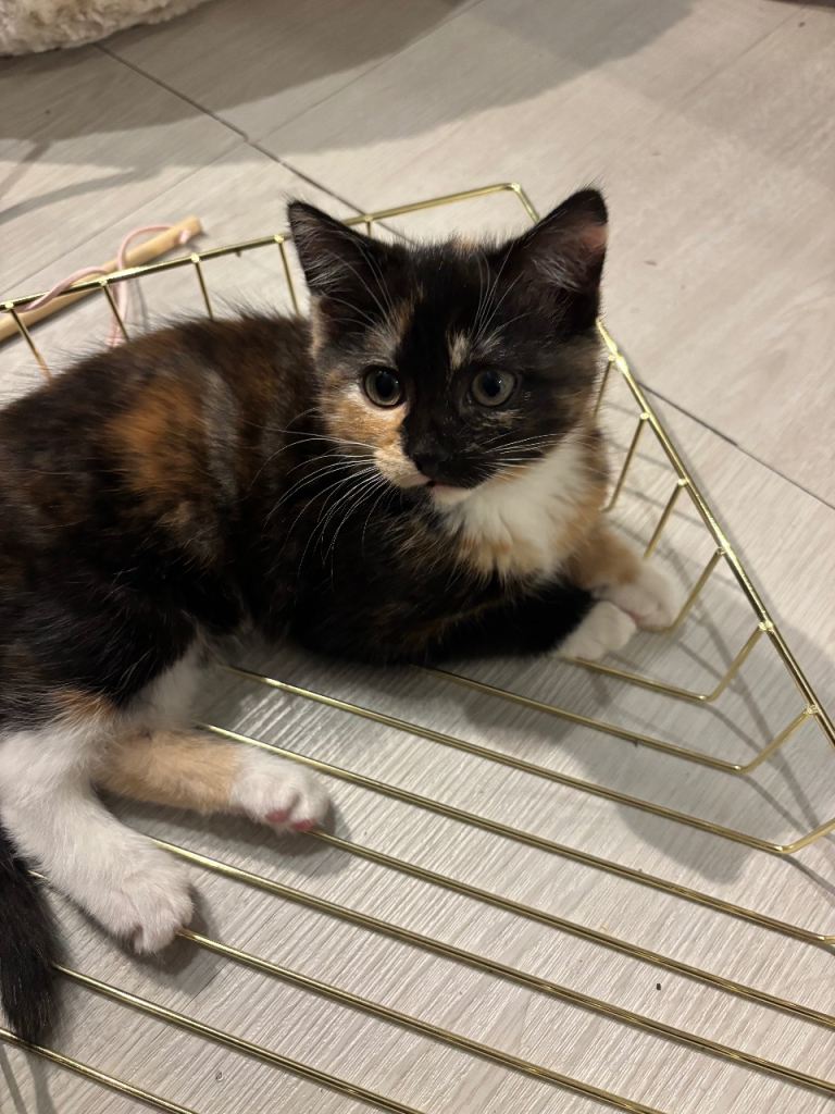 short-term kitten fostering