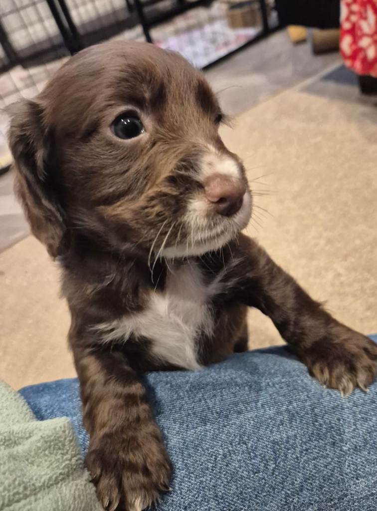 Two stunning KC reg Cocker Spaniel bitch puppies for sale (WCS)