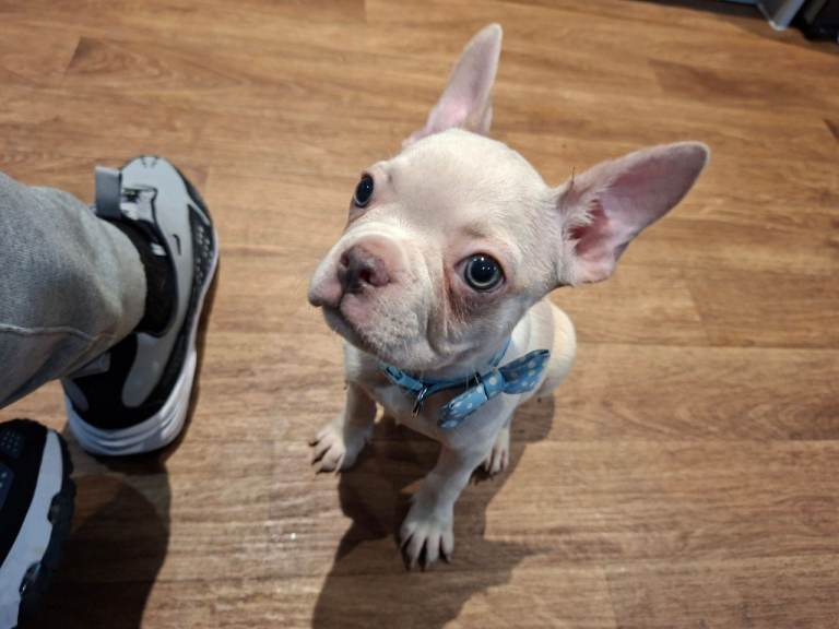 1 French Bulldog  Male 11 weeks