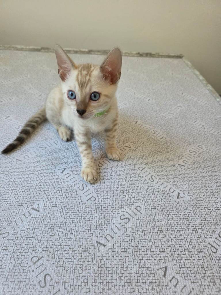 SNOW BENGAL TICA ACTIVE