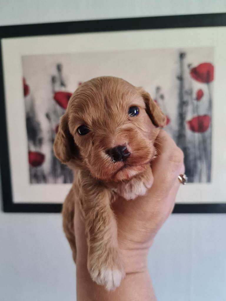 Beautiful Cavapoo Puppies 