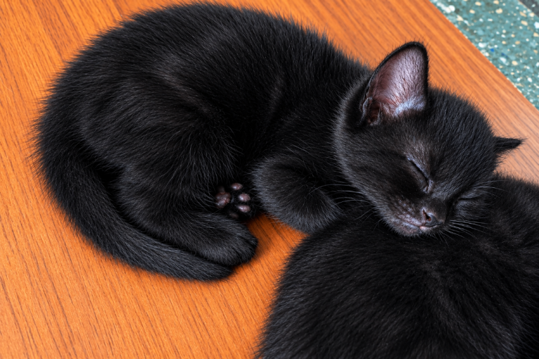Kittens 