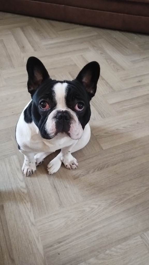 French bulldog for sale