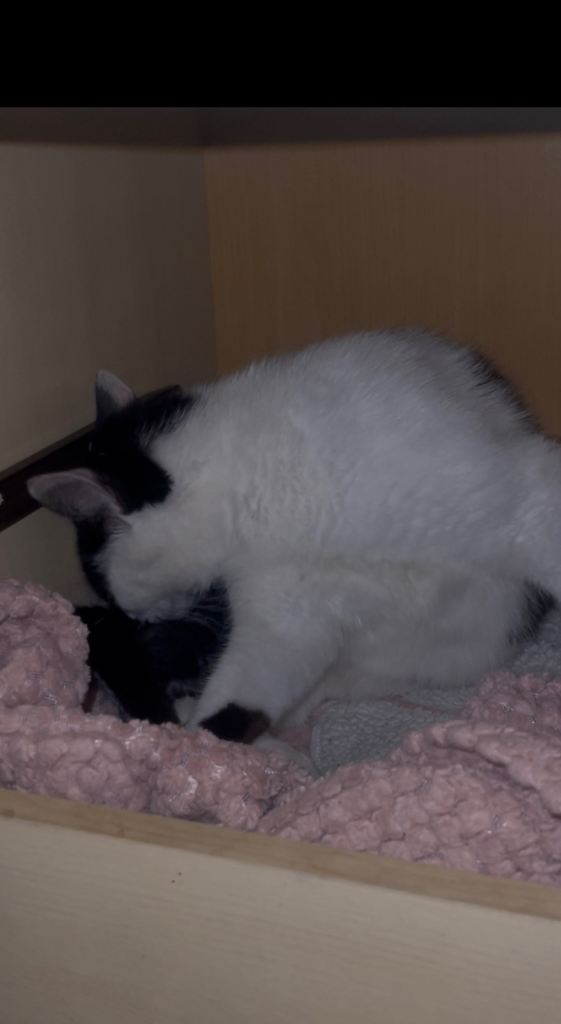 Beautiful kittens looking for their forever home 