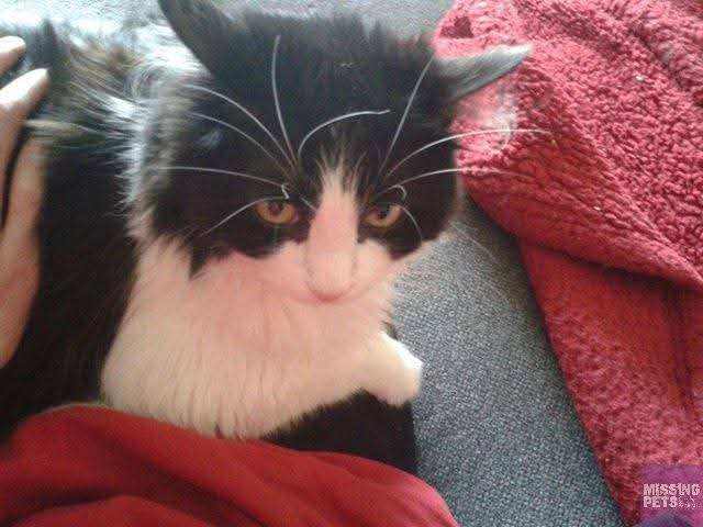 LOST CAT - Coldside/Stobswell Area, Dundee