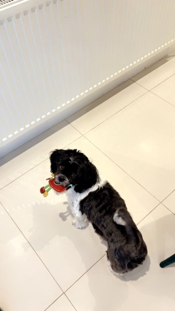 REHOMING OUR BELOVED NARLA