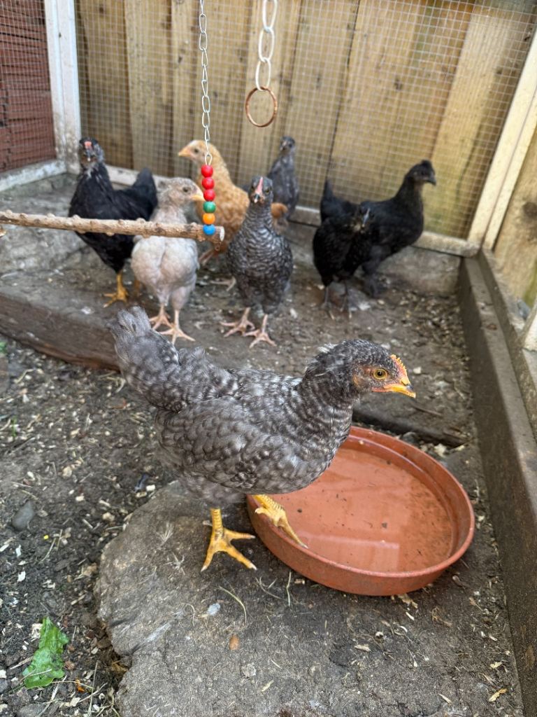 Chicken chicks for sale 