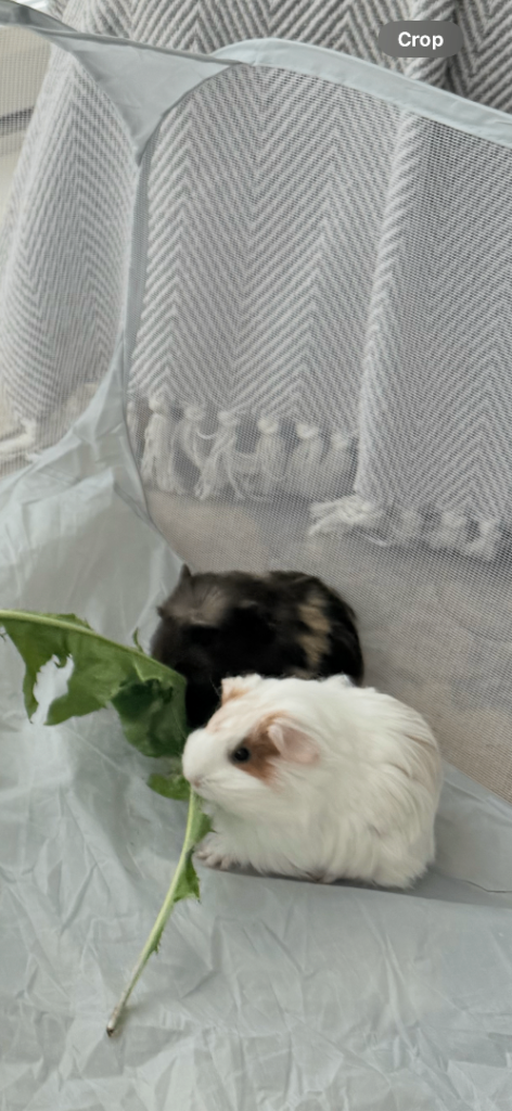 2 female gineau pigs needing a new home